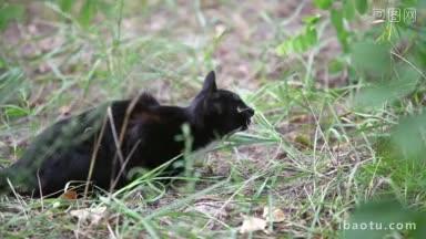 <strong>黑猫</strong>在草地上跳跃的慢动作